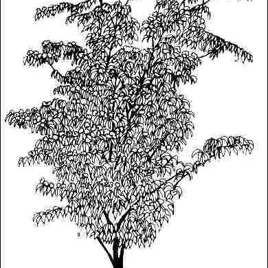 thumbnail for publication: Cornus kousa 'Milky Way': 'Milky Way' Kousa Dogwood